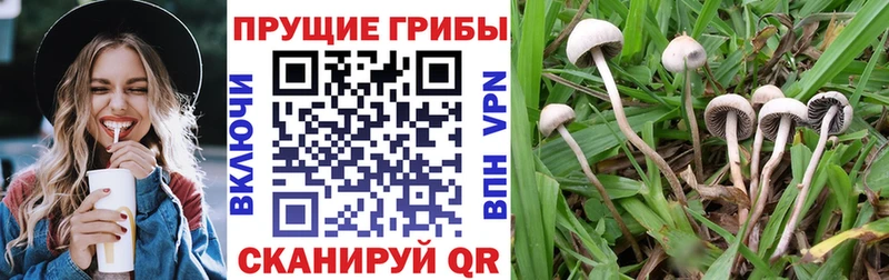 магазин    Светогорск  Псилоцибиновые грибы Magic Shrooms 